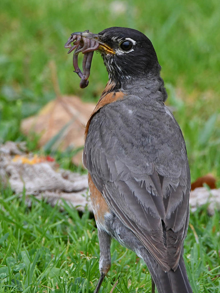 Robin2.jpg