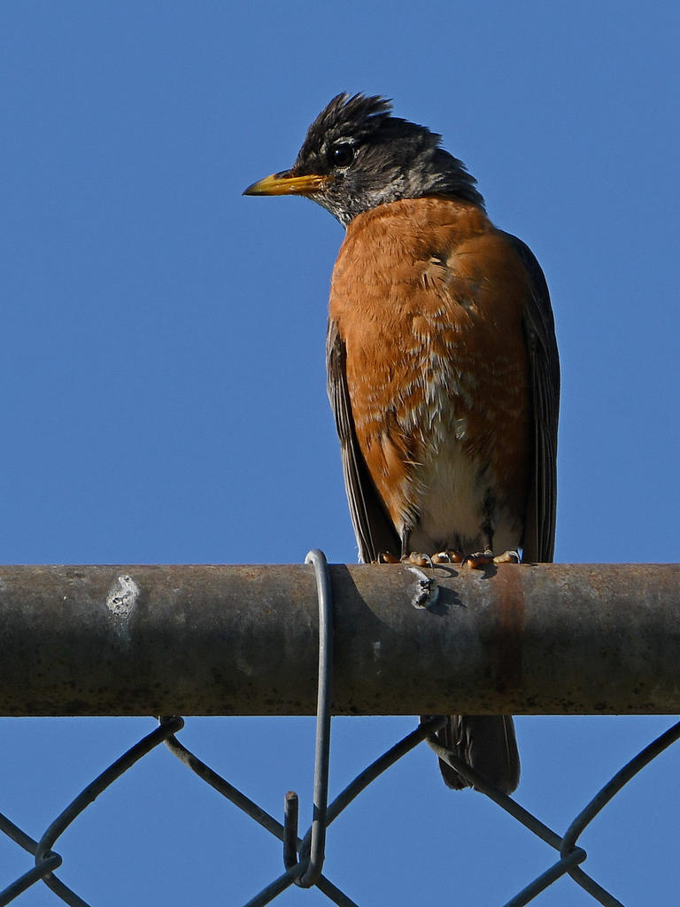 Robin2.jpg