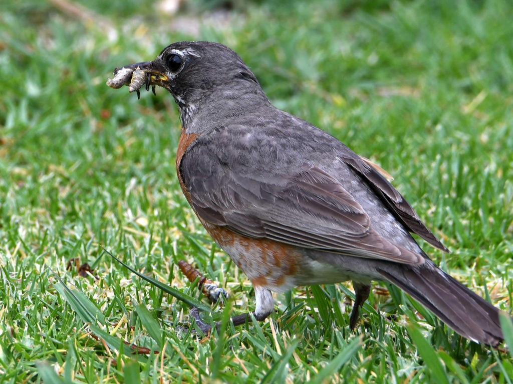 Robin2.jpg