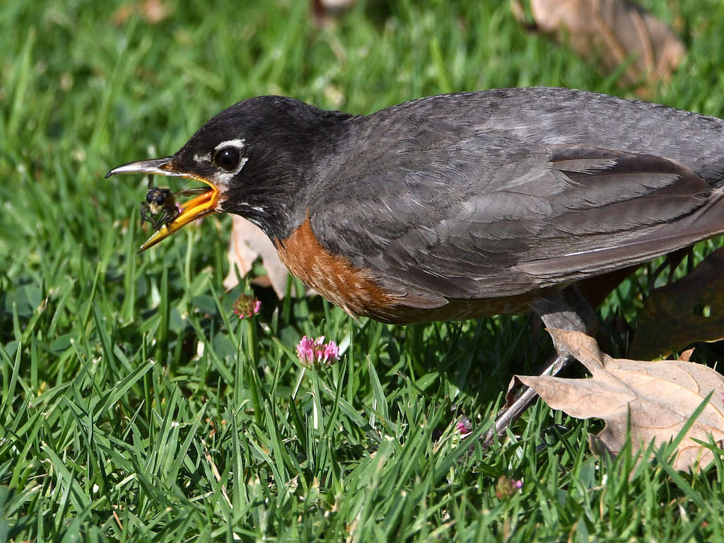 Robin2.jpg