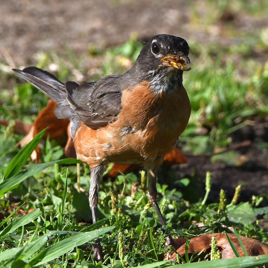 Robin2.jpg