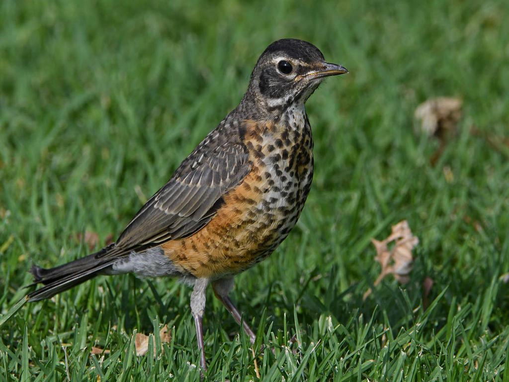 Robin2.jpg