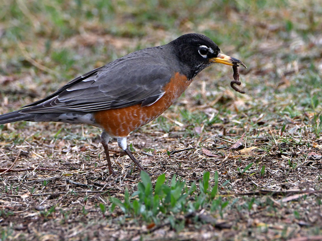 Robin2.jpg