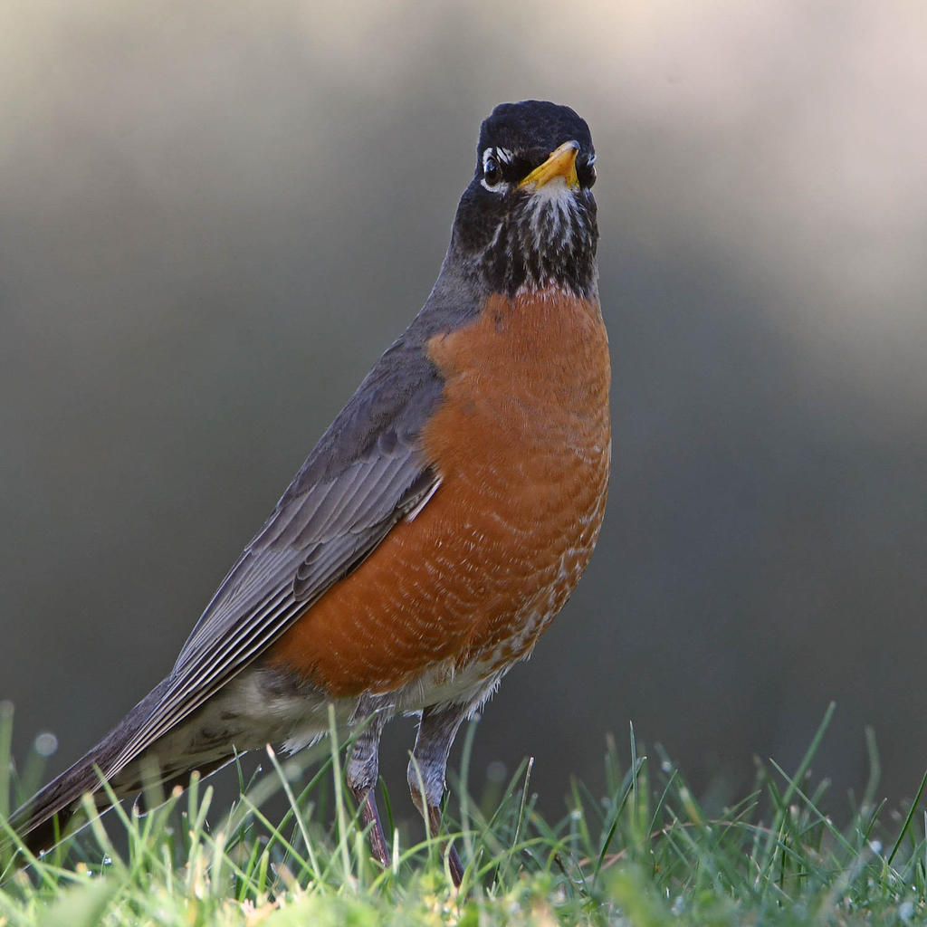 Robin2.jpg