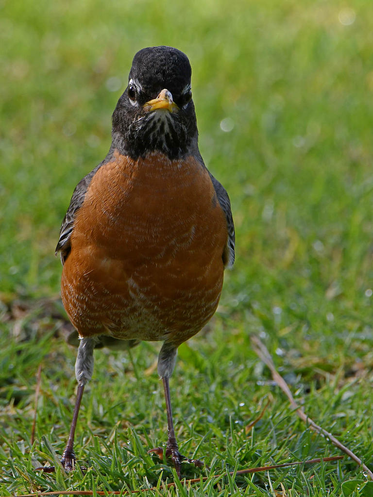 Robin2.jpg