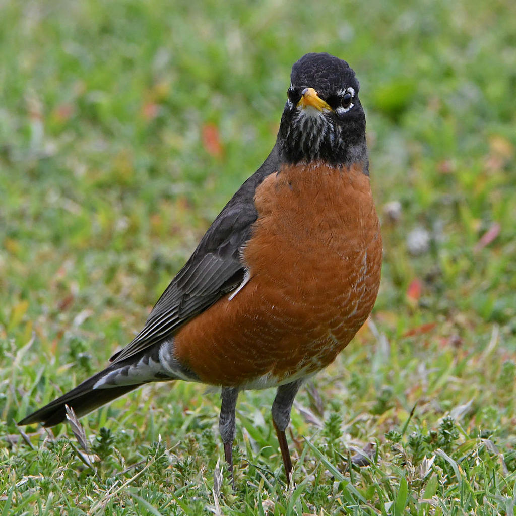 Robin2.jpg