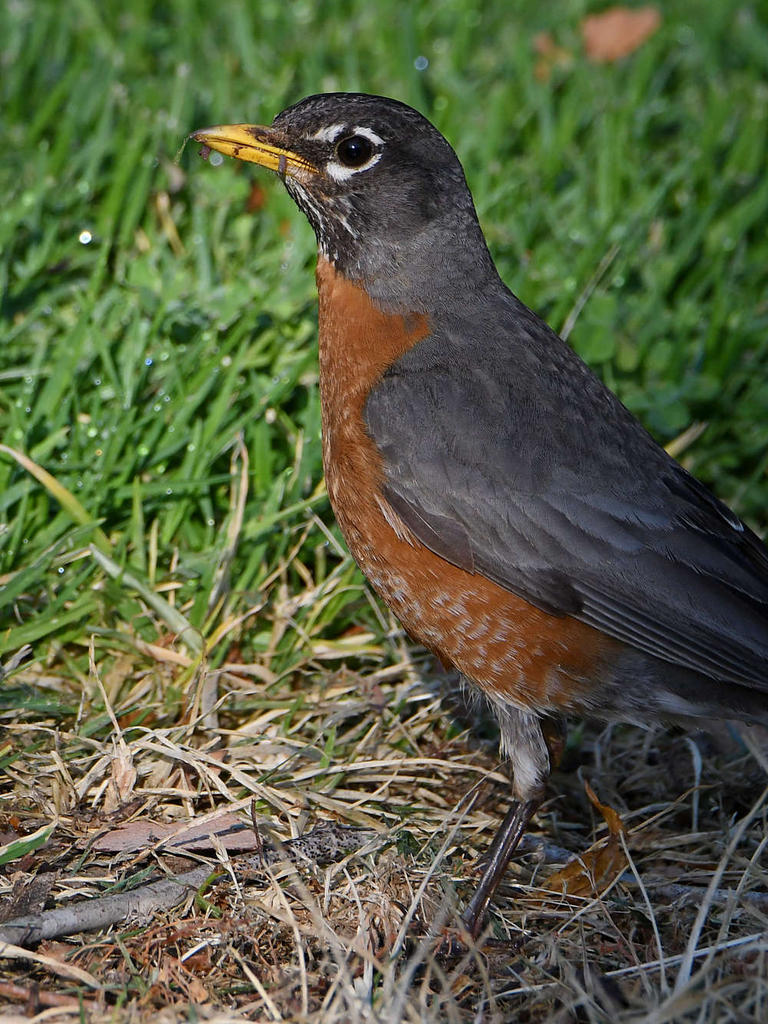 Robin2.jpg