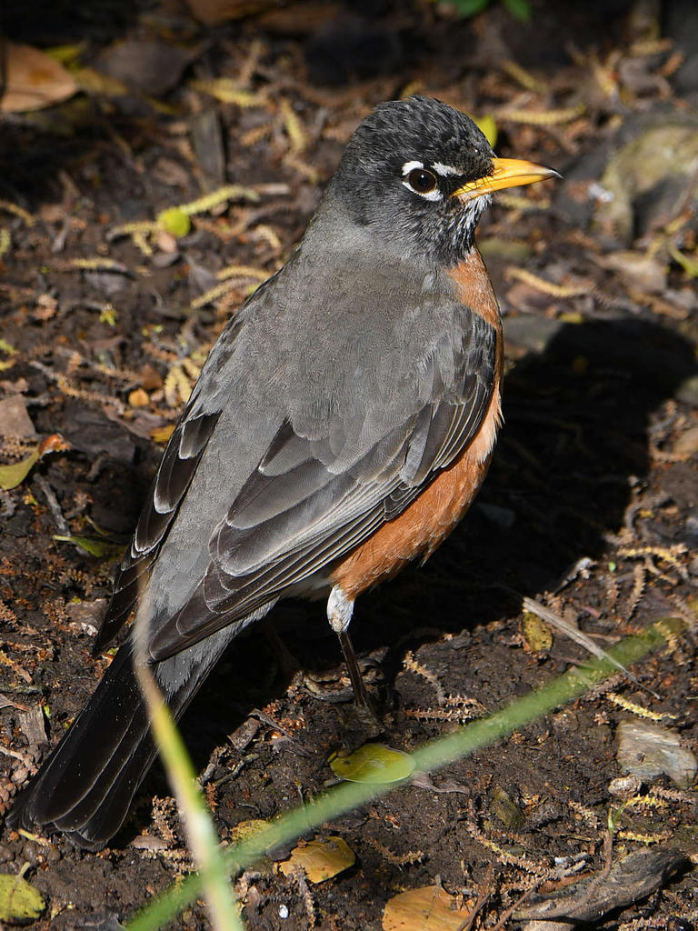 Robin2.jpg