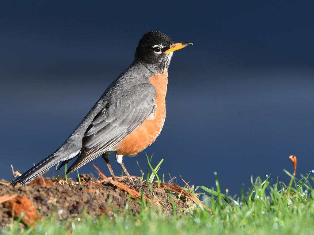 Robin2.jpg