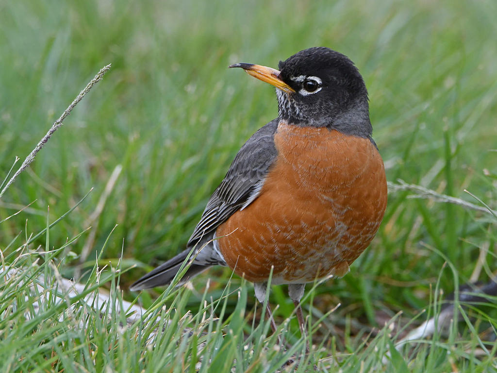 Robin2.jpg