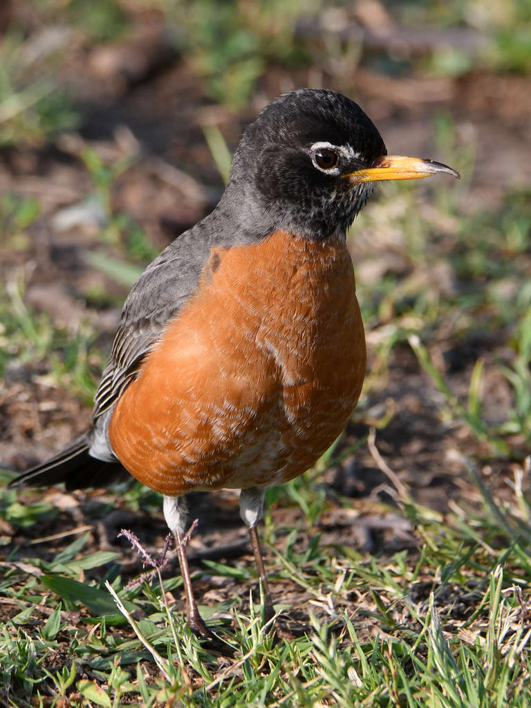 Robin2.jpg
