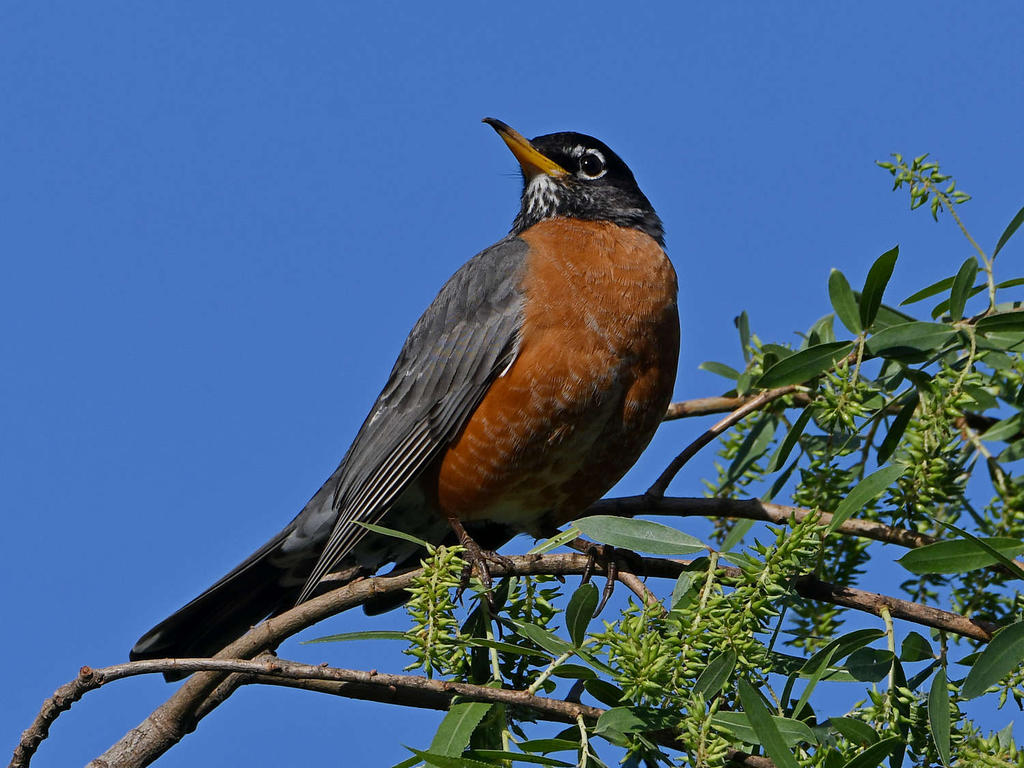 Robin2.jpg
