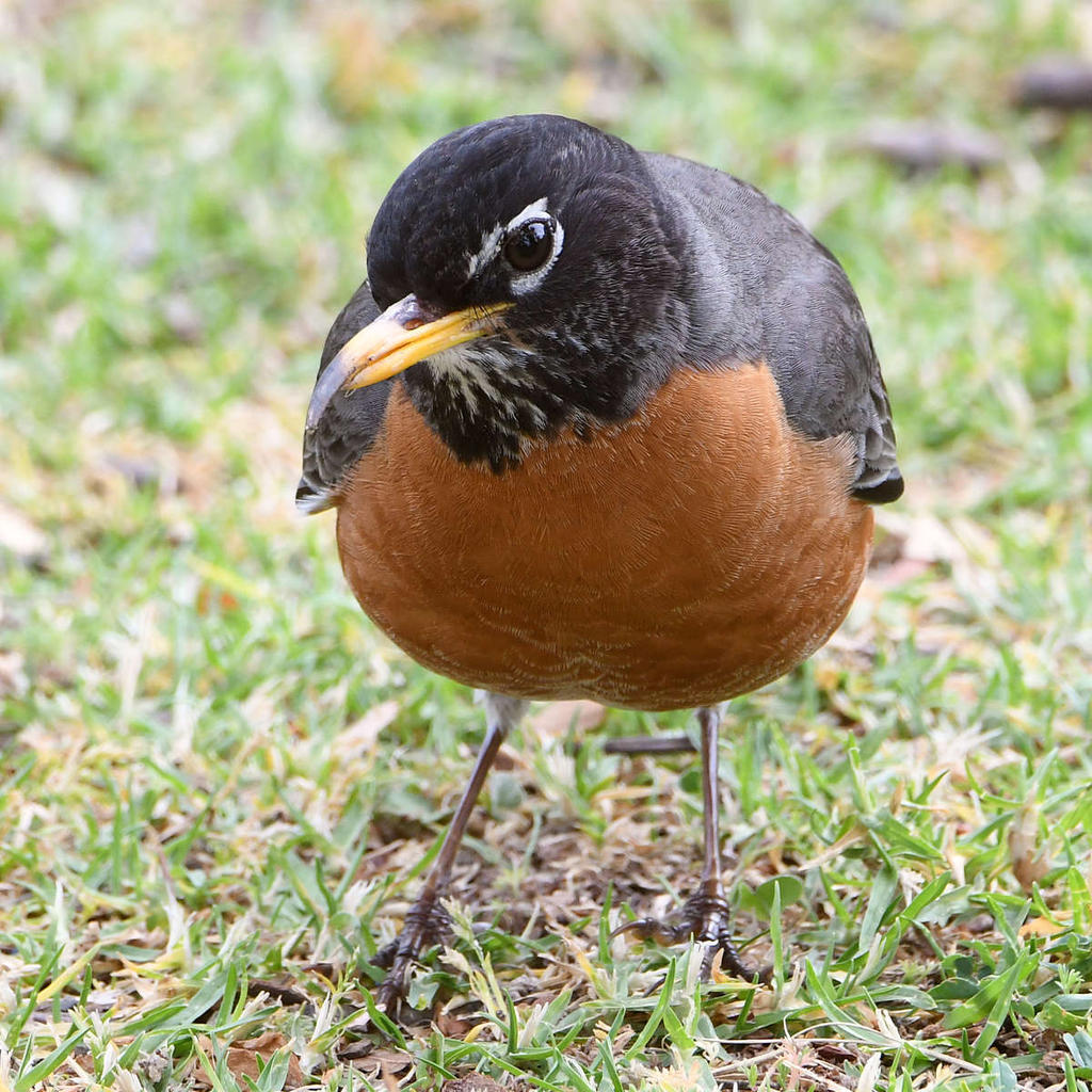 Robin2.jpg