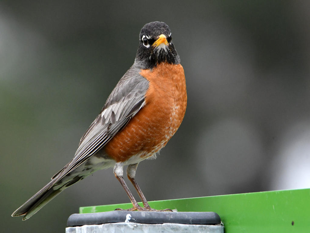 Robin2.jpg