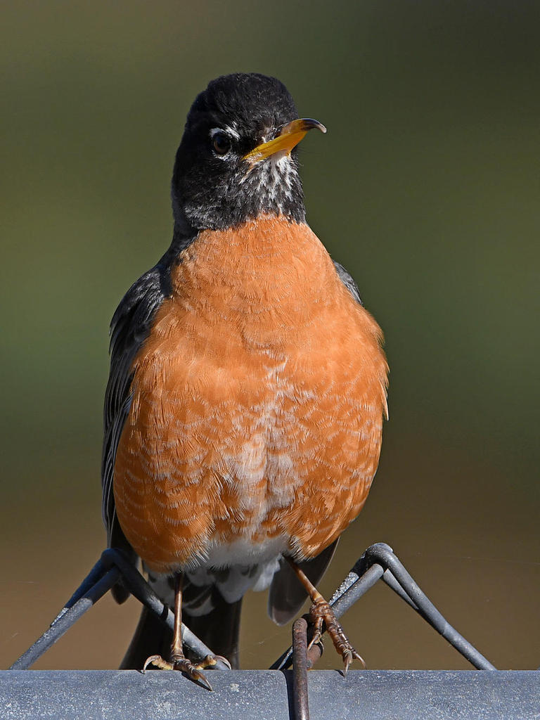 Robin2.jpg