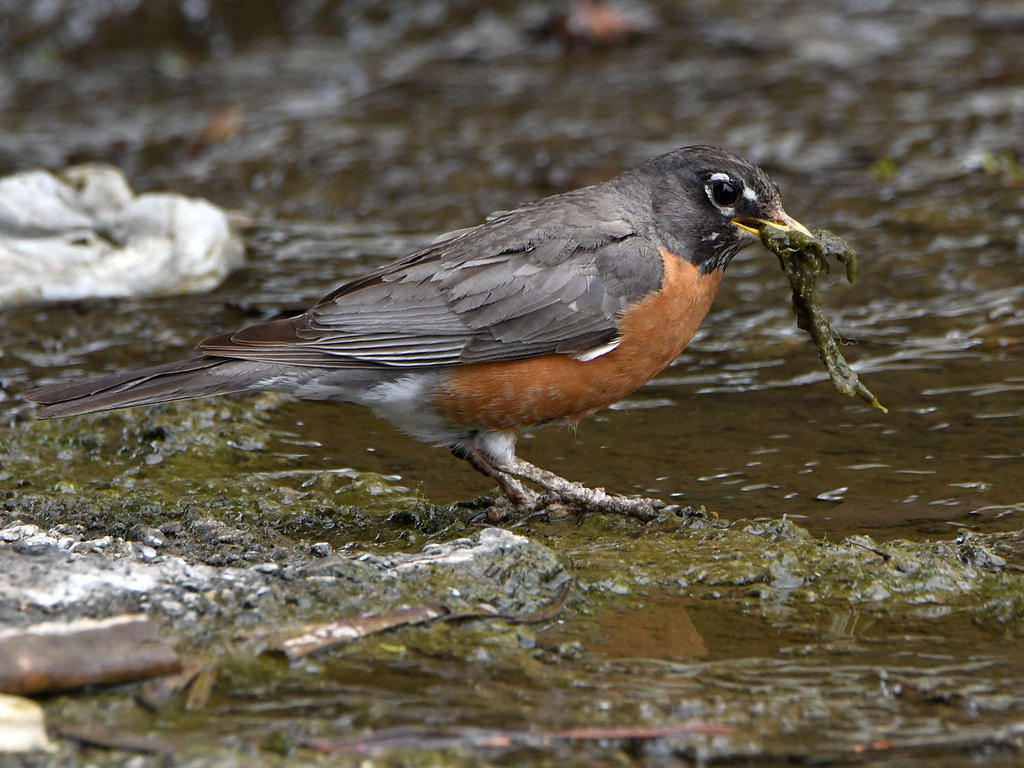 Robin2.jpg