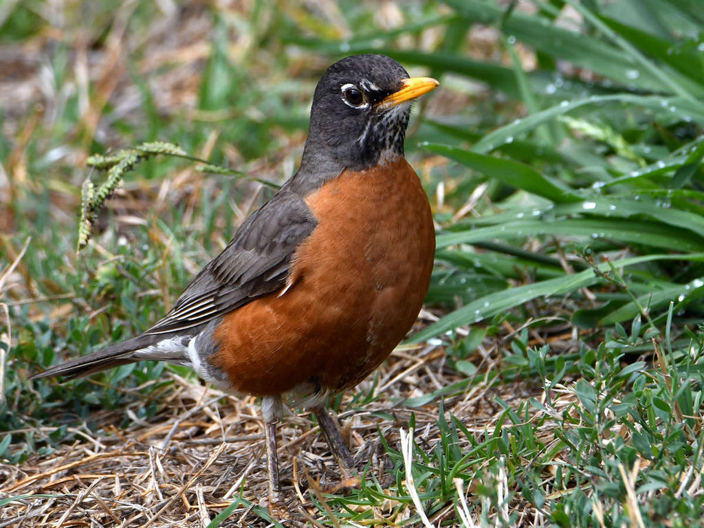 Robin2.jpg