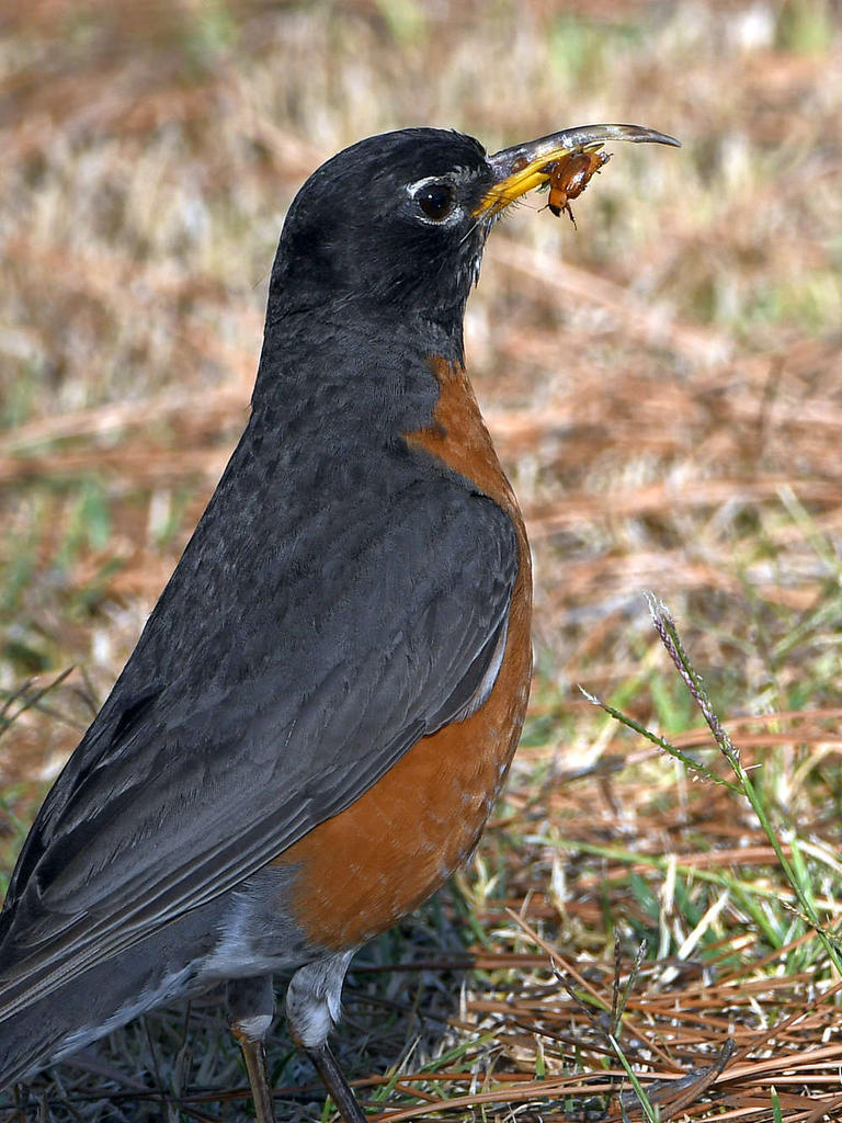 Robin2.jpg