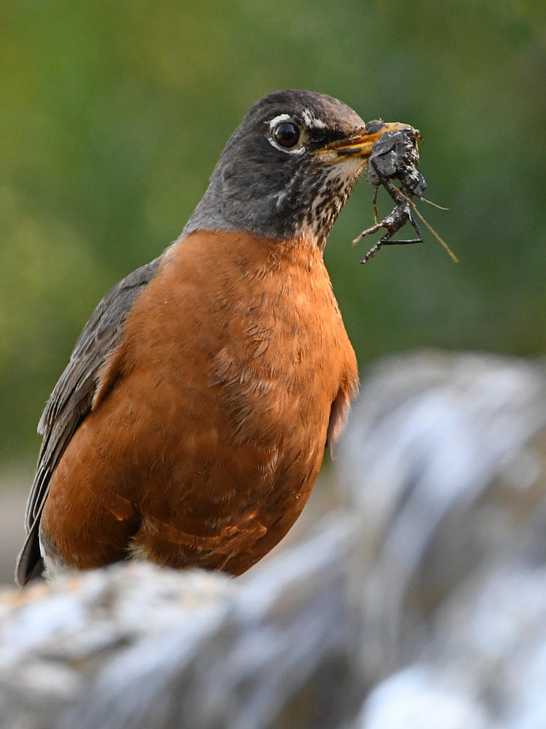 Robin2.jpg
