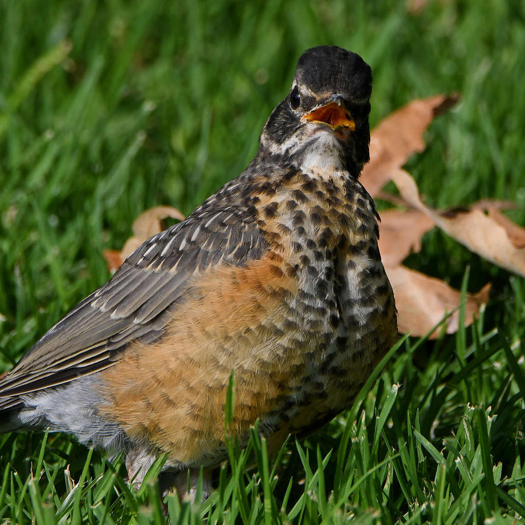 Robin21.jpg