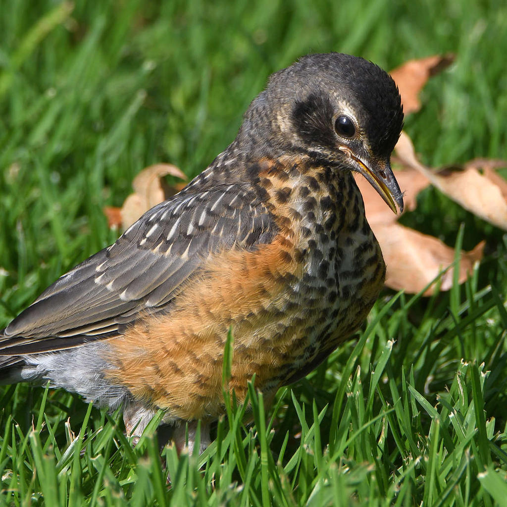 Robin22.jpg