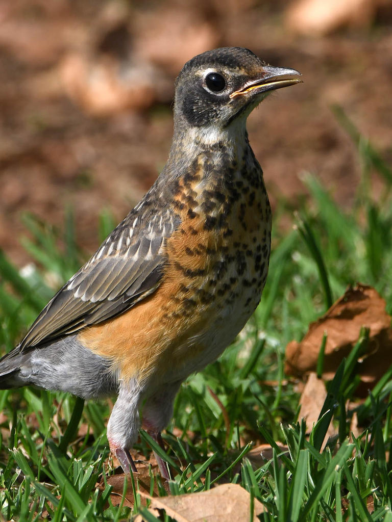 Robin24.jpg