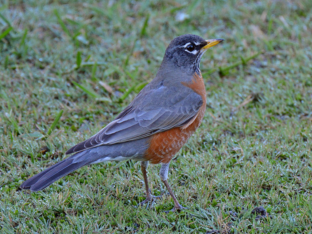 Robin3.jpg