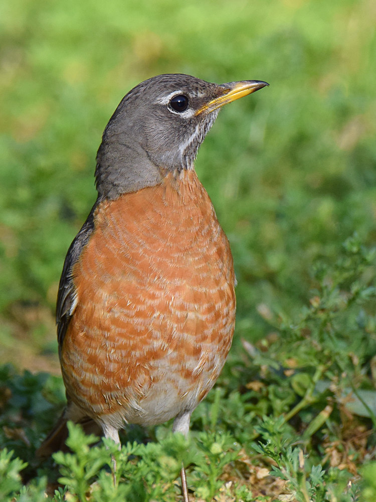 Robin3.jpg