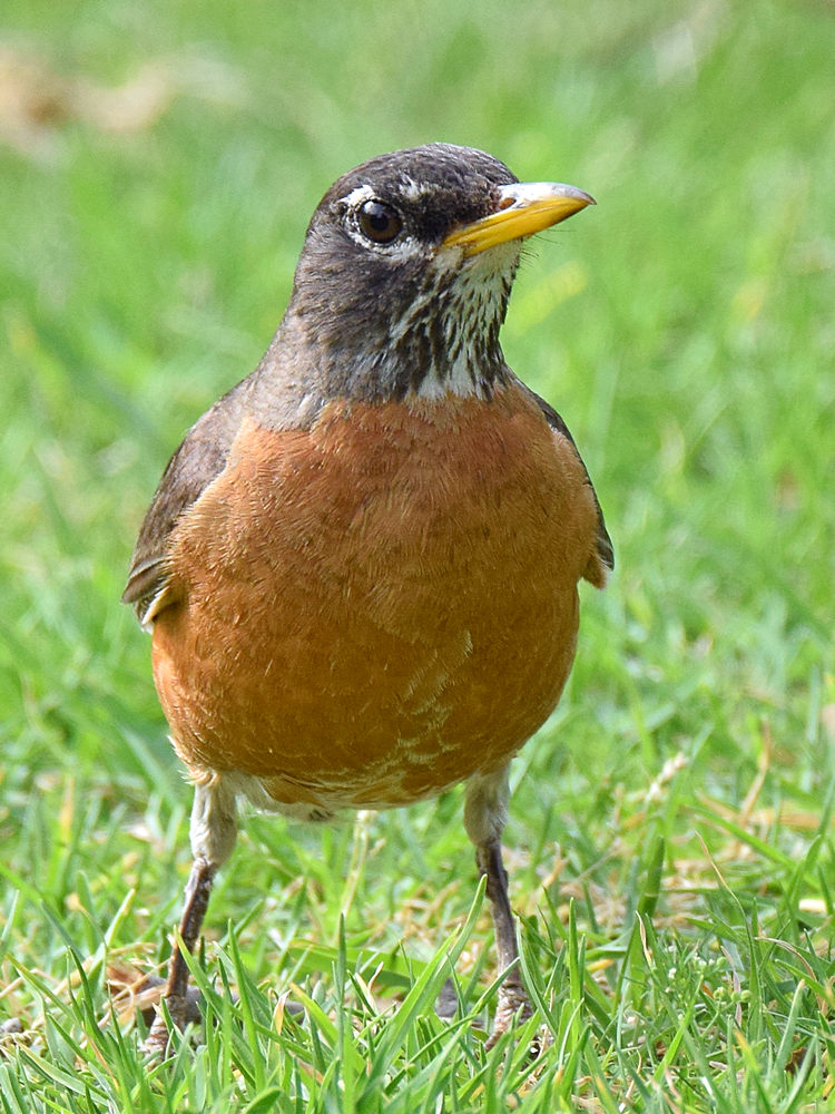 Robin3.jpg