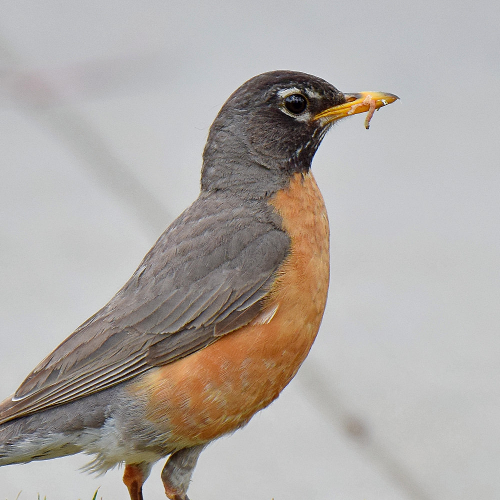 Robin3.jpg