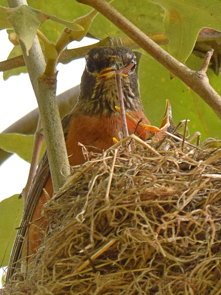 Robin3.jpg