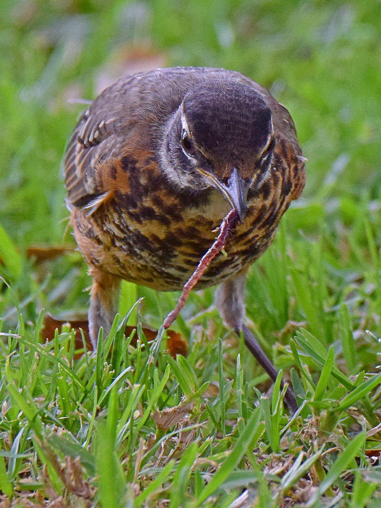 Robin3.jpg
