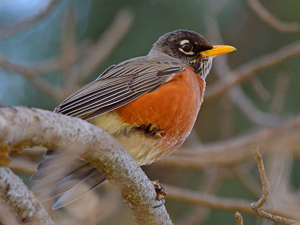 Robin3.jpg
