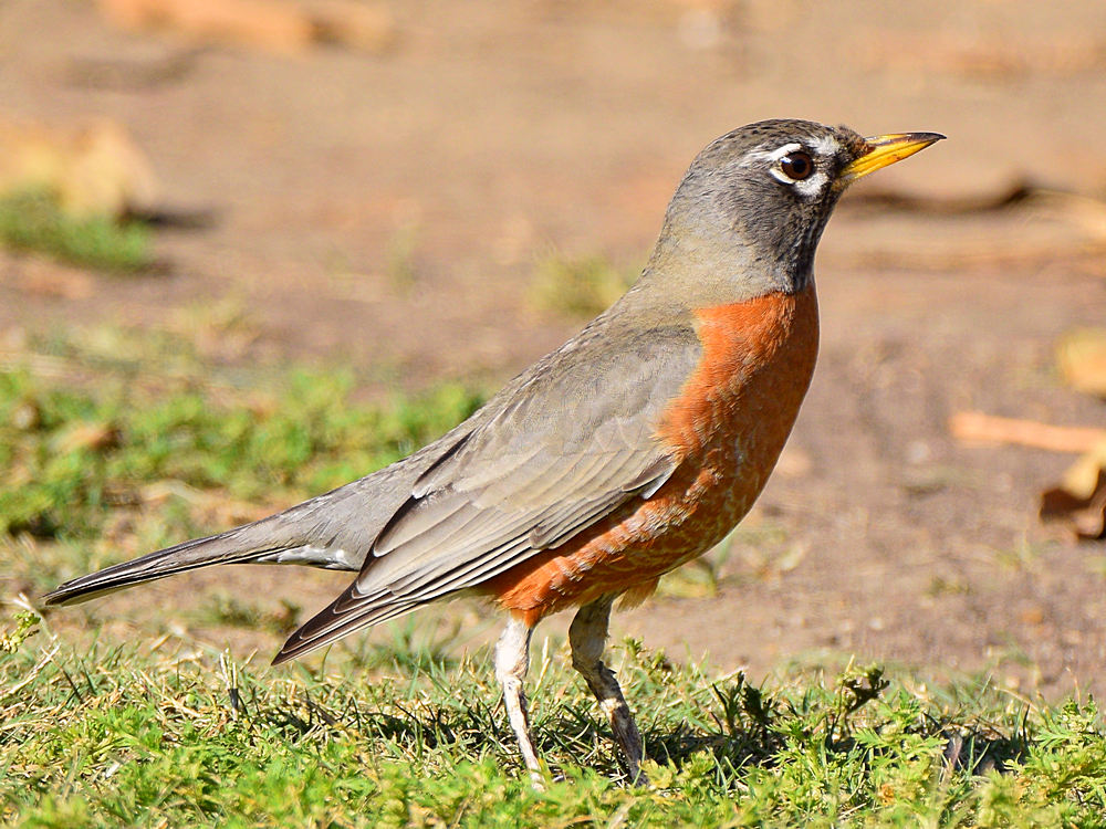 Robin3.jpg