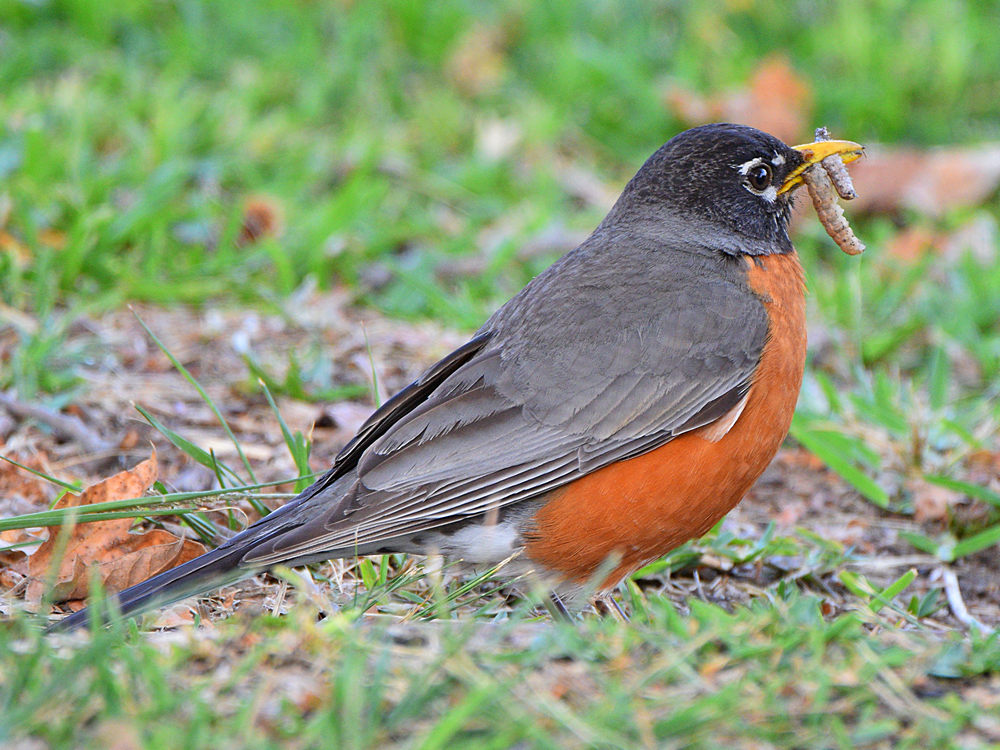 Robin3.jpg