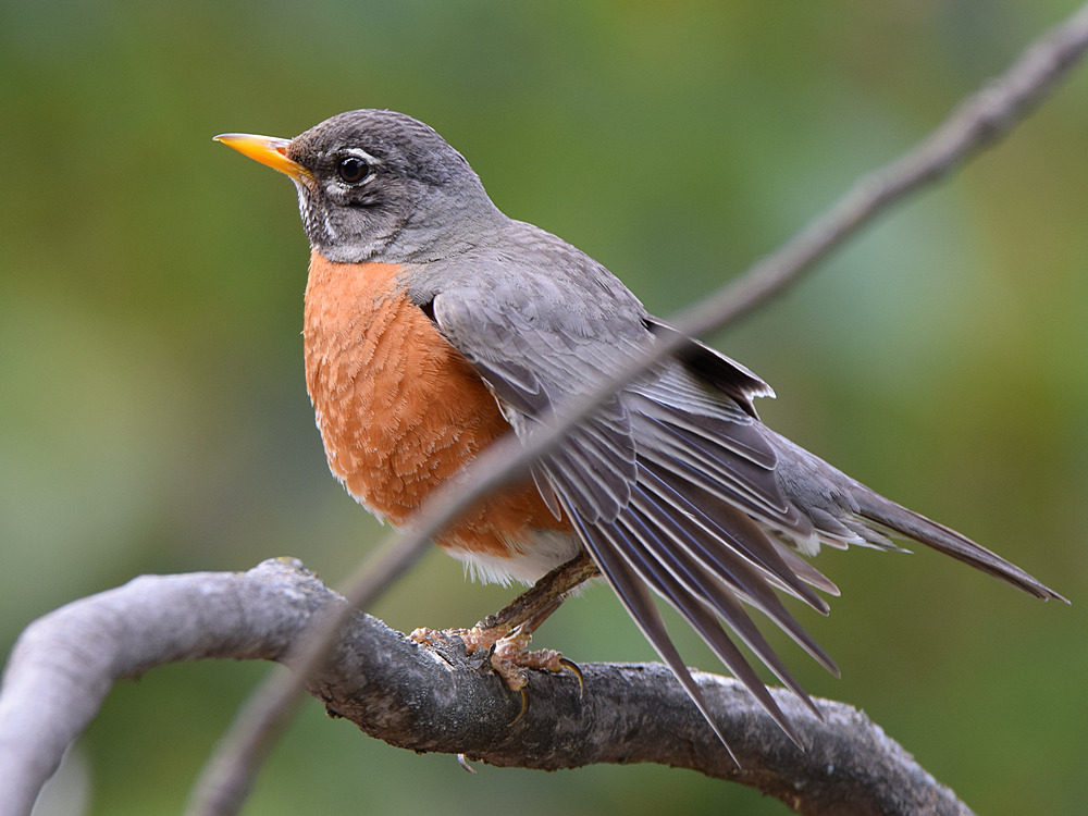 Robin3.jpg
