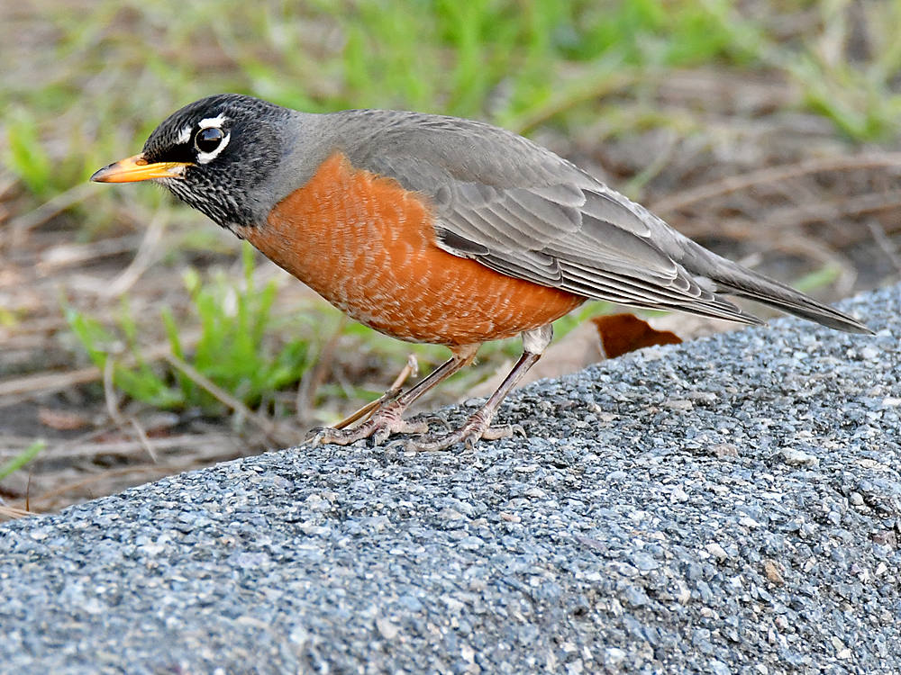 Robin3.jpg
