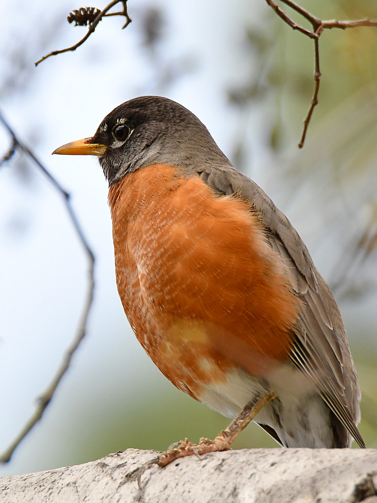 Robin3.jpg