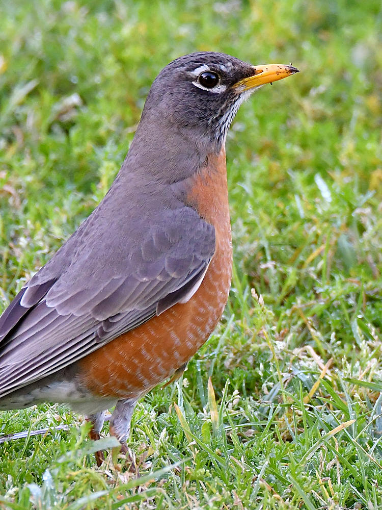 Robin3.jpg