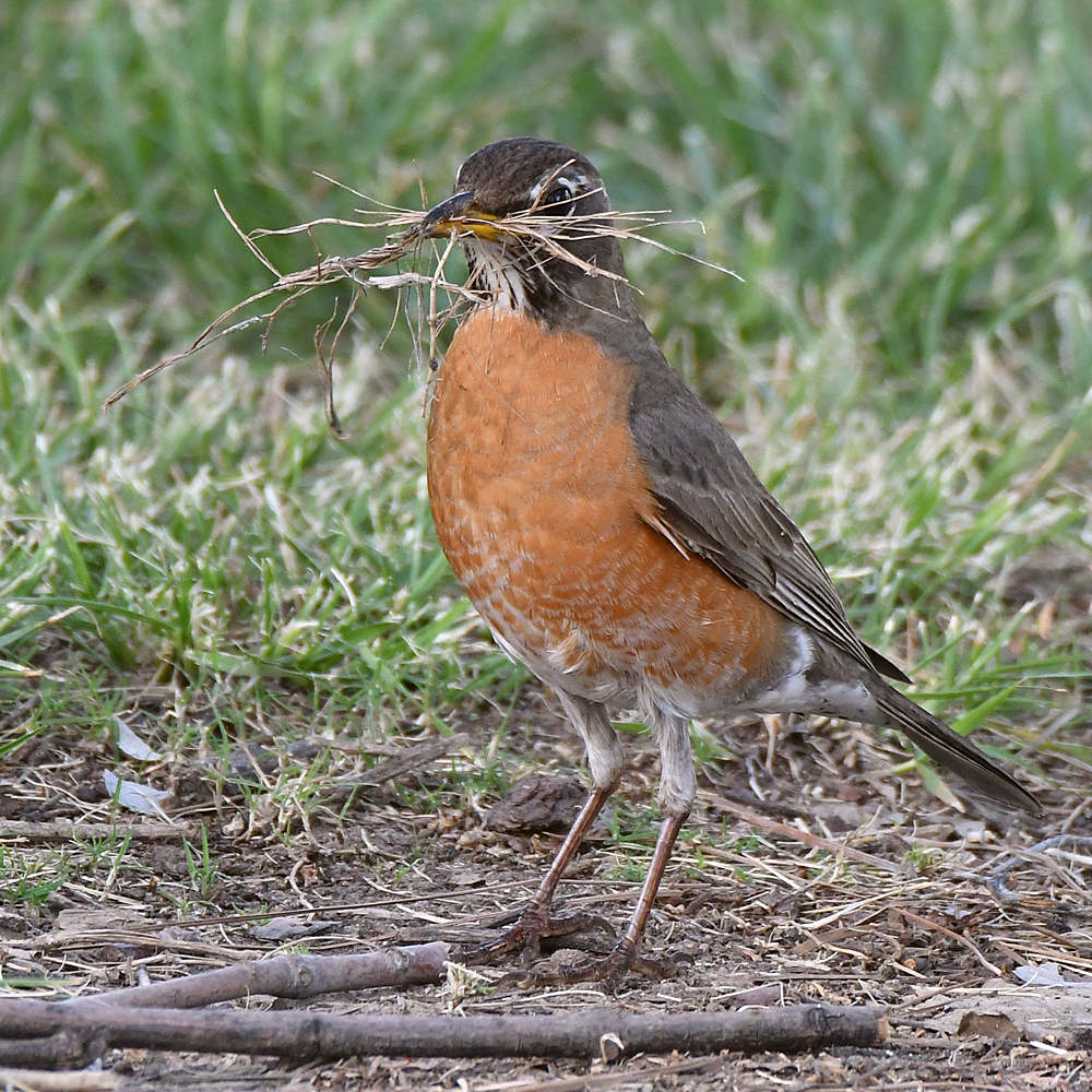 Robin3.jpg