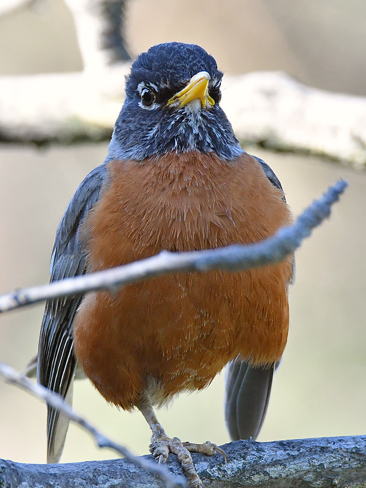 Robin3.jpg