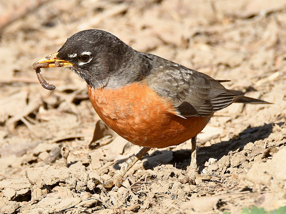 Robin3.jpg