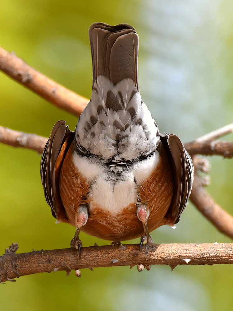 Robin3.jpg