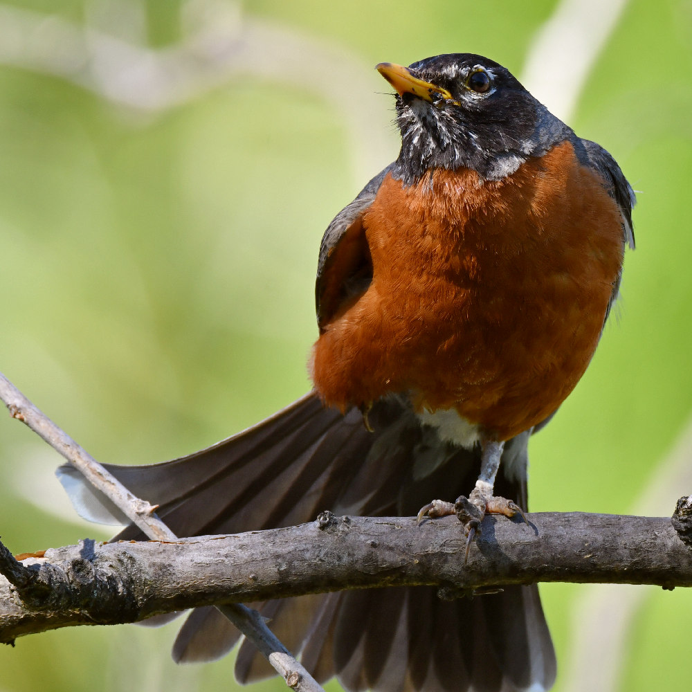 Robin3.jpg