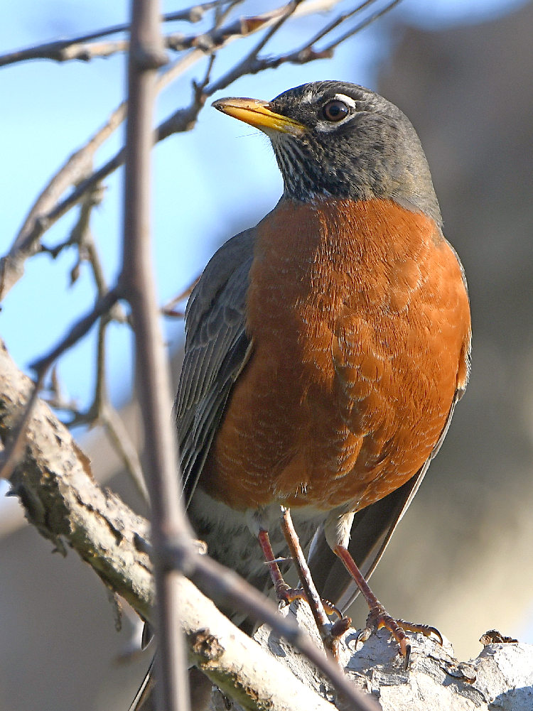 Robin3.jpg