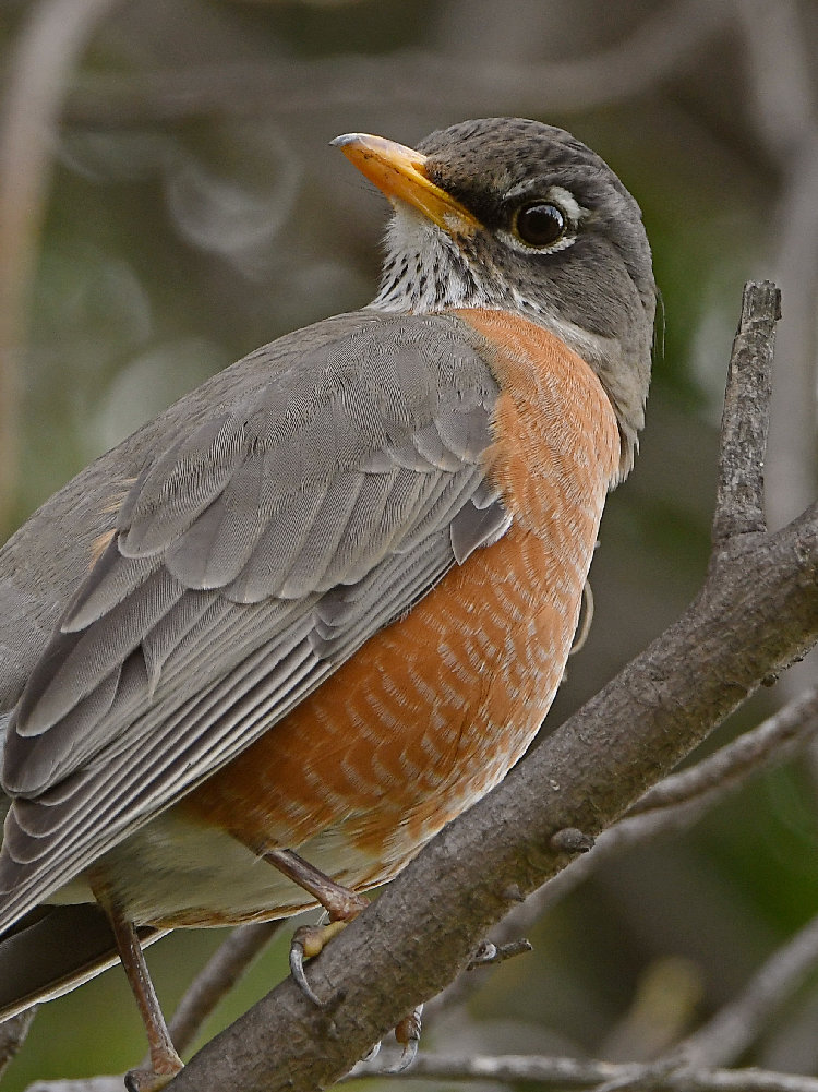 Robin3.jpg