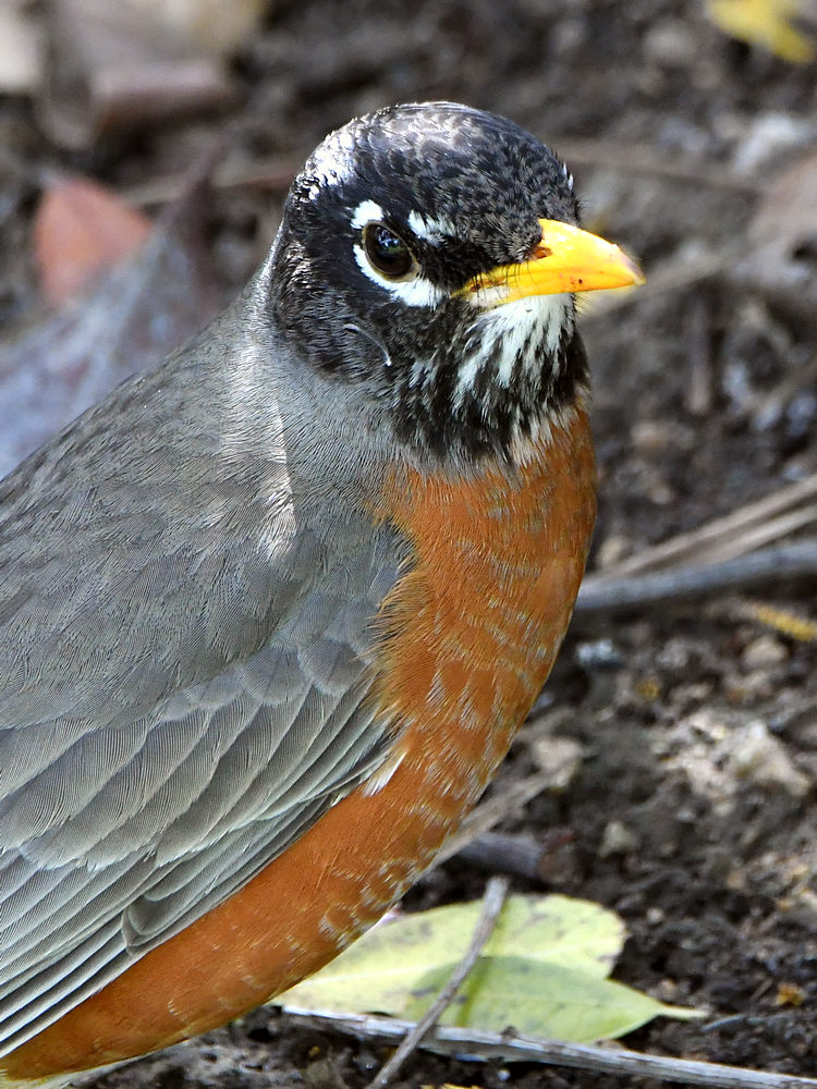 Robin3.jpg