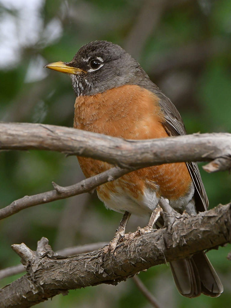 Robin3.jpg