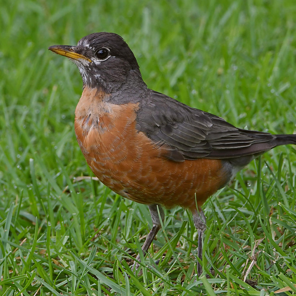 Robin3.jpg