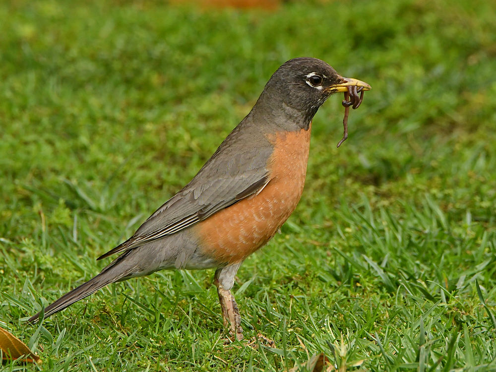 Robin3.jpg